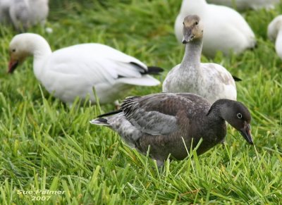 11-2 blue goose web 5715.jpg