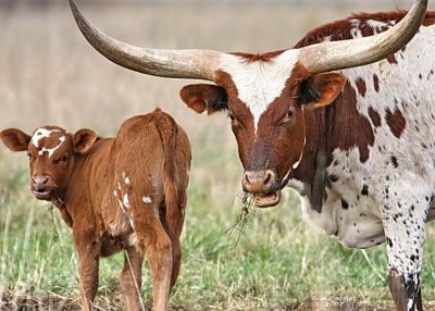 11-2 longhorn web 5694.jpg