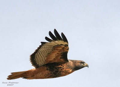 11-2 r-tail web 5629.jpg
