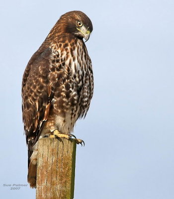 11-2 red tail web 5654.jpg