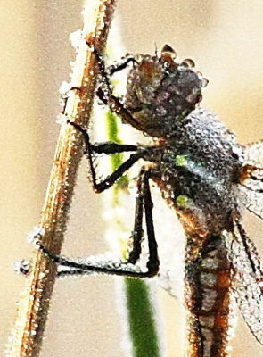 11-2 d-fly ice 5548.jpg