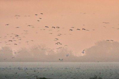 11-2 geese web 5374.jpg