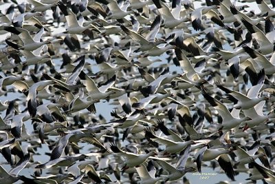 11-2 geese web 5568.jpg