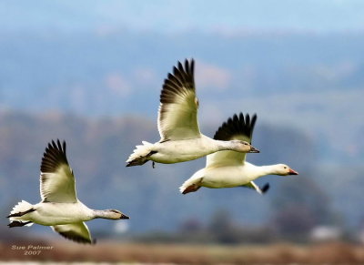 11-2 geese web 5780.jpg