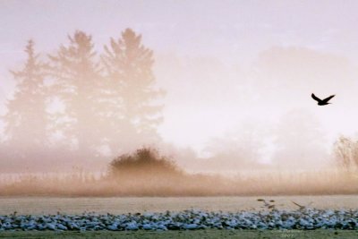 11-2 dawn web 5388.jpg