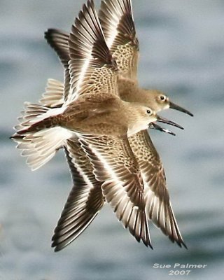 11-13 dunlin tight 6022.jpg