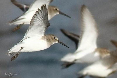 11-13 dunlin tight web 6020.jpg
