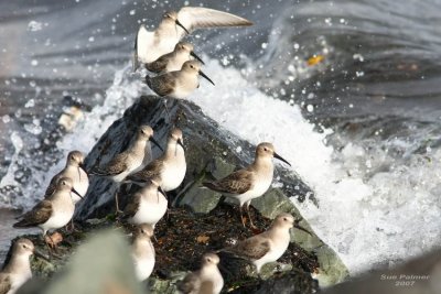 11-13 dunlin web 6284.jpg