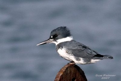 11-13 kingfisher 6304.jpg