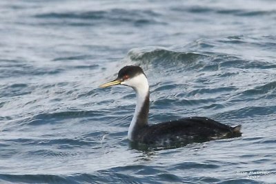 11-13 w grebe web 5990.jpg