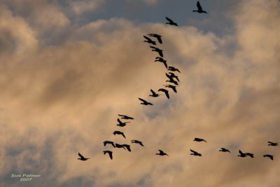 11-13 geese web 5929.jpg