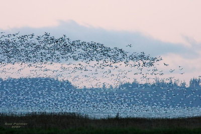 11-13 geese web 5873.jpg