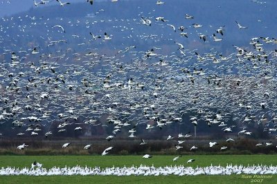 11-13 geese web 5942.jpg
