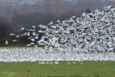 11-13 geese web 5950.jpg