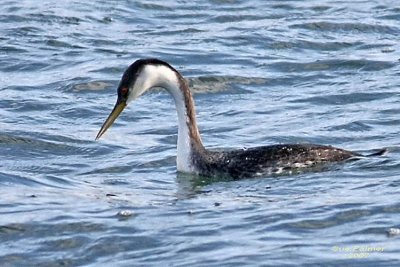 11-13 w grebe web 5981.jpg