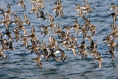 11-13 dunlin ff web 6022.jpg