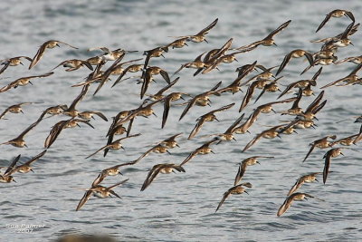11-13 dunlin web 6041.jpg