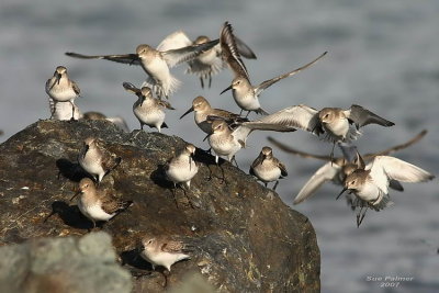11-13 dunlin web 6057.jpg