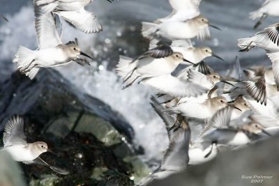 11-13 dunlin web 6293.jpg