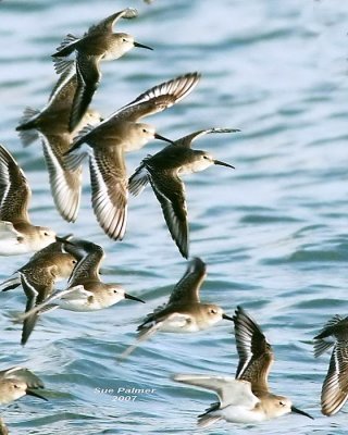11-13 dunlins tight web 6026.jpg