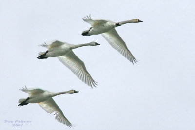 11-16 tundra swans web 6408 EA7.jpg