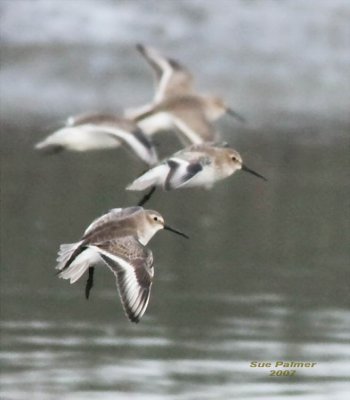 11-20 dunlin tight web 7005-2.jpg