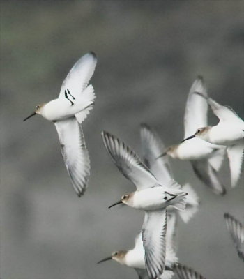 11-20 dunlin tight 7110.jpg