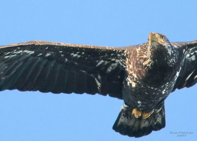 11-25 eagle 7680.jpg