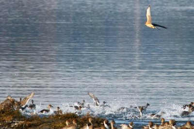 11-25 pintails + harrier 7584.jpg