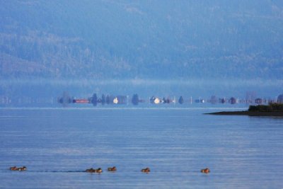 11-25 samish flats 7483.jpg