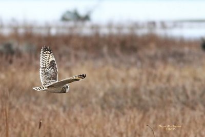11-30 owl 7838.jpg