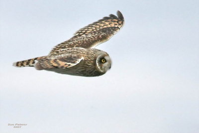 11-30 owl 7788.jpg