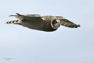 11-30 owl 7792.jpg