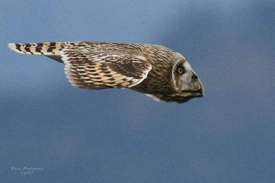 11-30 owl 7802.jpg