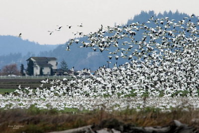 11-30 geese 7926.jpg