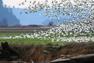 11-30 geese 7928.jpg