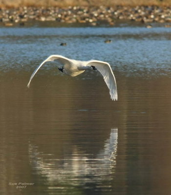 12-8 swan 8555.jpg