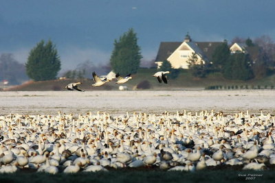 12-10 geese 8723.jpg