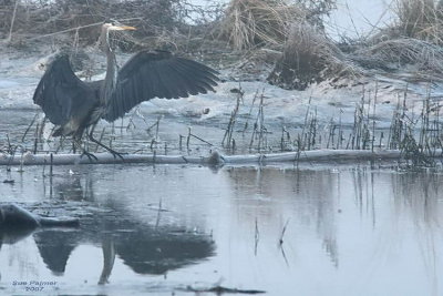 12-10 heron 8688.jpg
