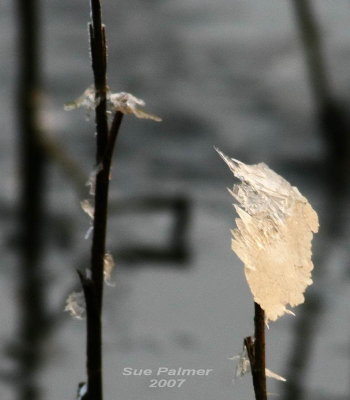 12-10 ice 8660.jpg