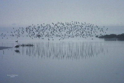 12-10 dunlin web 8791.jpg