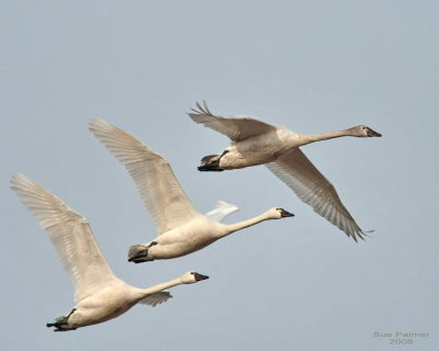 3-22 swans web 3656.jpg
