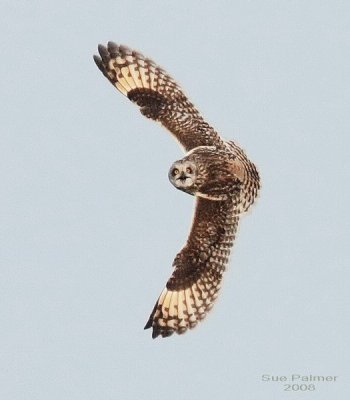 3-22 owl web 3881.jpg