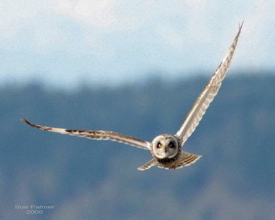 3-22 owl web 4009.jpg