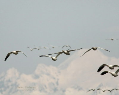 3-22 snowgeese web 4392.jpg