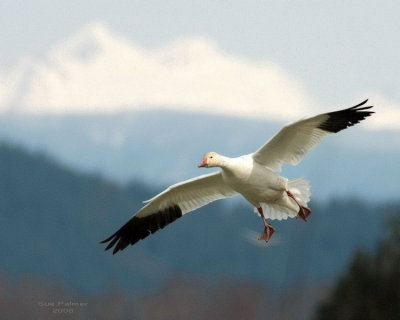 3-22 snowgoose web 4360.jpg