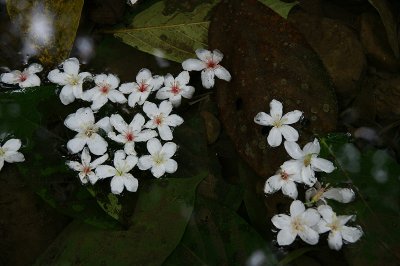 桐花之旅