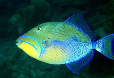 Triggerfish, swimming free