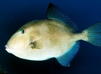 Atlantic Triggerfish