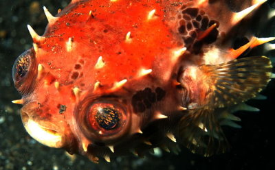 Orbicular Burrfish, 'Cyclichthys orbicularis'